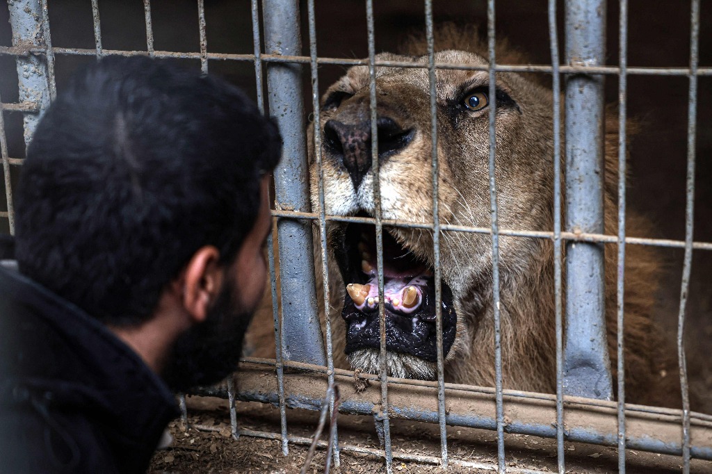 Rafah. Un león interactúa con un hombre desde el interior de su jaula en el zoológico de esta ciudad al sur de la franja de Gaza, donde los palestinos desplazados buscaron refugio en medio del conflicto en curso entre Israel y Hamas. Foto Afp