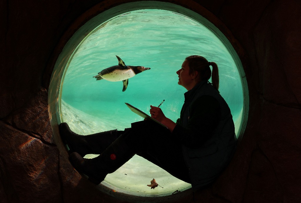 Londres. Una cuidadora del zoológico ZSL observa a un pingüino de Humboldt nadar en su alberca durante el balance anual en el recinto ubicado en la capital inglesa. Foto 
 Afp / Daniel Leal