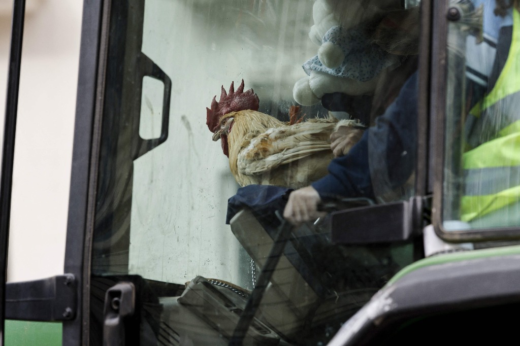 Alcobendas. Un pollo sentado en la cabina de un tractor se observa mientras labriegos se dirigen a una protesta para denunciar sus condiciones y la política agrícola europea frente al Ministerio de Agricultura de esta urbe española. Foto Afp / Oscar del Pozo 