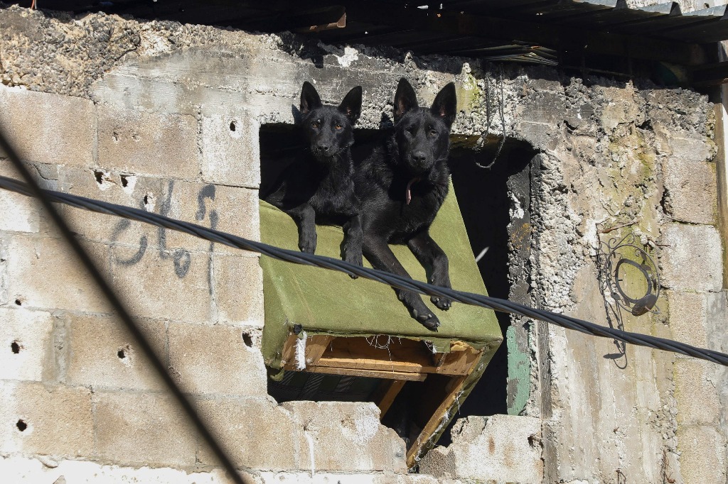 Yenín. Dos perros se sientan en la ventana de una casa acribillada a balazos en el campo de refugiados de esta ciudad en la ocupada Cisjordania. Foto Afp / Zain Jaafar