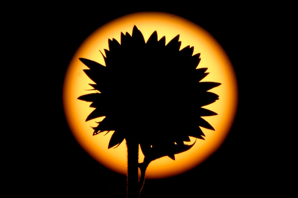 Lawrence. Un girasol se recorta contra el sol poniente en un campo ubicado en esta región de Kansas. El campo, plantado anualmente por la familia Grinter, atrae a miles de visitantes durante la semana de floración de finales del verano. Foto Ap / Charlie Riedel