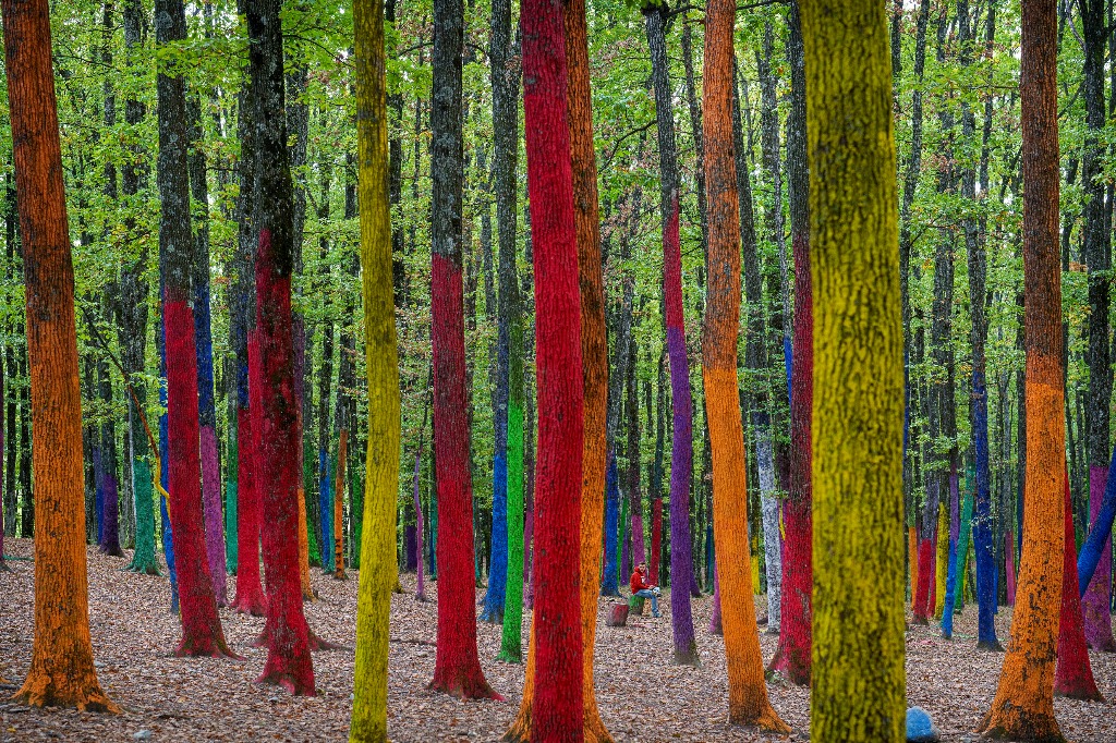 Poinari. Un joven está sentado en el Bosque de Colores de este pueblo, ubicado al sur de Rumania. Este es un proyecto de artistas locales destinado a crear conciencia sobre la deforestación a gran escala debido a la tala excesiva. Foto Ap / Vadim Ghirda