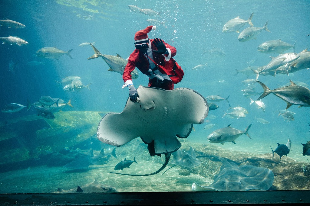 Durban. El acuarista sudafricano Mthobisi Mlambo vestido como Santa Claus alimenta una mantarraya durante un espectáculo en el parque marino más grande de África, el Sea World de South African Marine Biological Research (SAMBR) con sede en uShaka Marine World, en esta ciudad de Sudáfrica. Foto Afp / Rajesh Jantilal