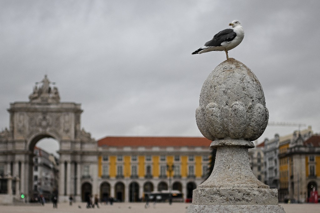 Lisboa. Una gaviota se posa en la céntrica plaza del Comercio, en la capital portuguesa. Foto Afp / Patricia de Melo Moreira 