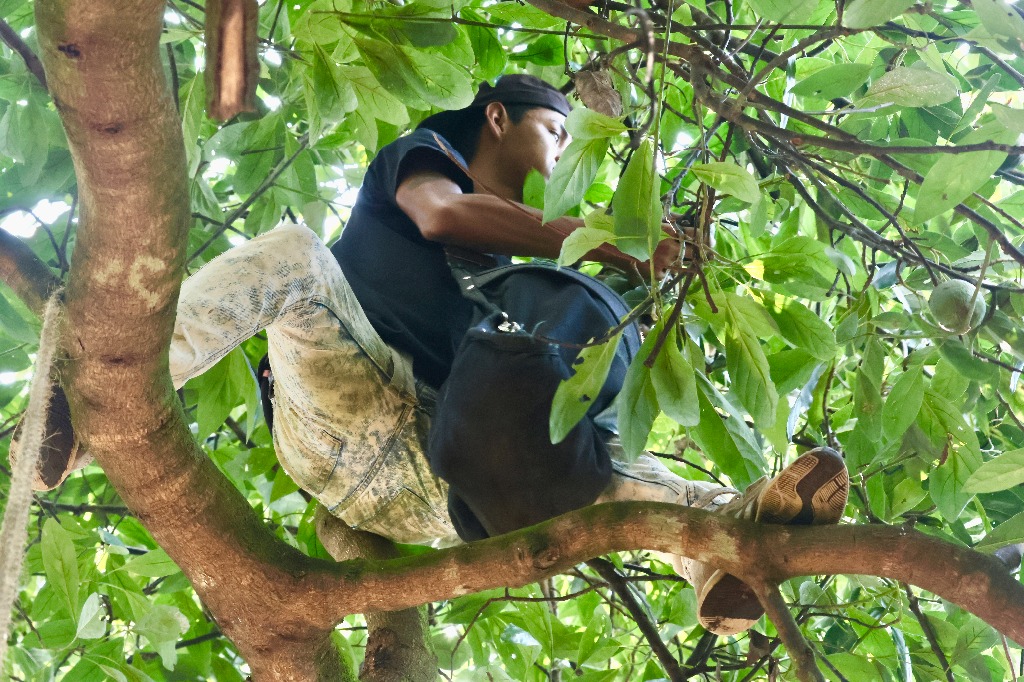 Las condiciones de trabajo para los aguacateros conllevan accidentes que no ocurren en el corte, sino en el transporte de los trabajadores, como volcaduras por sueño. También ocurren percances por caídas y contactos con cables de luz en las huertas. En la imagen, cosecha en el huerto Eliza. Foto Luis Castillo

