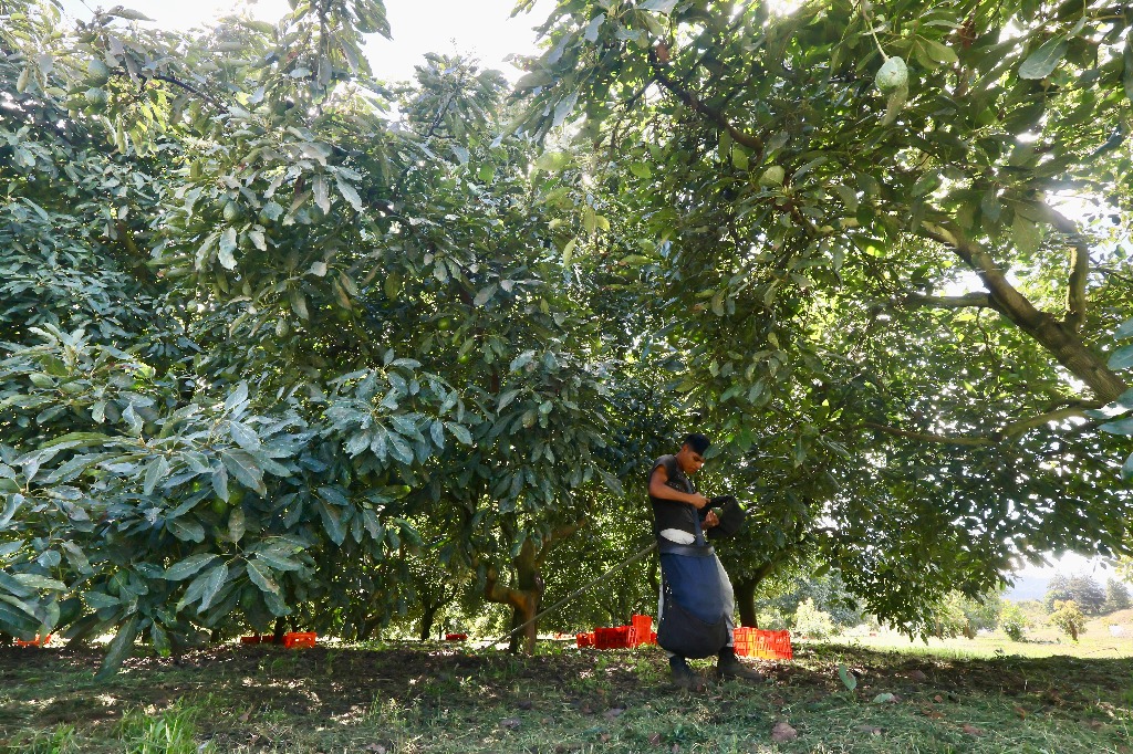 El sector aguacatero genera entre 300 mil empleos y de tres a cuatro mil millones de dólares anuales para la economía de Michoacán. En la imagen, un huerto en Nuevo San Juan Parangaricutiro, ubicado en Parangaricutiro, Uruapan. Foto Luis Castillo

