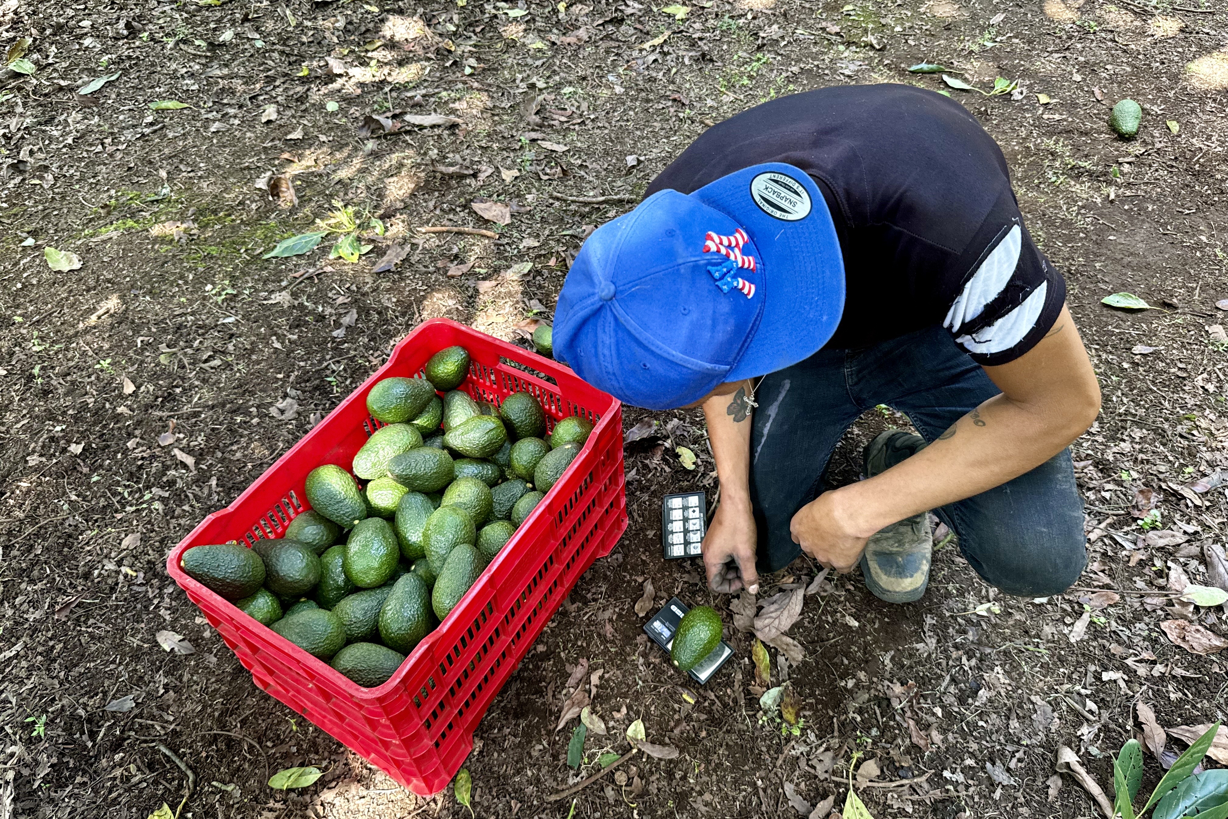 Los cortadores de aguacate utilizan palos largos con navajas para cortar los frutos con precisión, comenzando con los de mayor tamaño (calibre 210), que se consideran de mejor calidad para la exportación. Los cortadores tienen distintos métodos, pero generalmente cortan primero los aguacates de las ramas más bajas. La imagen, en el huerto Eliza. Foto Luis Castillo