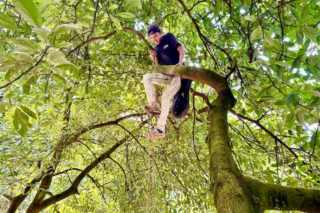 Los cortadores de aguacate trabajan en un ambiente festivo, mezclado con gritos, saltos entre ramas, y ruido de cortes. Los jornaleros menciona el uso de "cristal" (metanfetaminas) para soportar la ardua faena, lo cual es común en la industria aguacatera de Michoacán. En la imagen, cosecha al interior del huerto Eliza, ubicado en Caltzontzin, Uruapan. Foto Luis Castillo