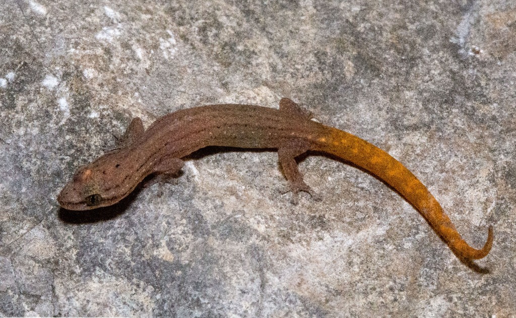 Battambang. Una nueva especie de gecko, nombrada "Hemiphyllodactylus khpoh", fue descubierta en una colina kárstica de esta provincia camboyana. Foto Ministerio del Medio Ambiente de Camboya vía Xinhua