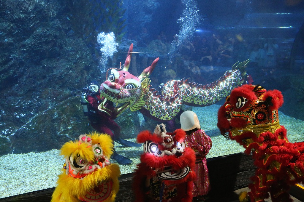 Bangkok. Buzos realizan una danza submarina del dragón en el Sea Life Bangkok Ocean World para dar la bienvenida al próximo Año Nuevo Chino, en la capital de Tailandia. Foto Xinhua / Rachen Sageamsak