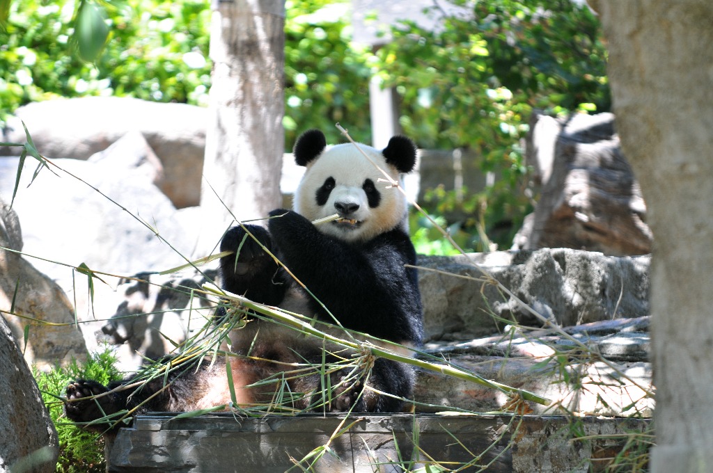 Adelaida. Un panda gigante come bambú en el zoológico de esta ciudad australiana. Una nueva pareja de esta especie hizo su debut tras su llegada desde China el mes pasado. Foto Xinhua / Zhang Na